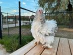 GEZOCHT brahma krulveer of tips natuurlijk, Dieren en Toebehoren, Pluimvee, Geslacht onbekend, Kip