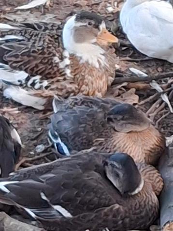 Te koop: prachtige handtamme kwakertjes/ eendjes van 2025. beschikbaar voor biedingen