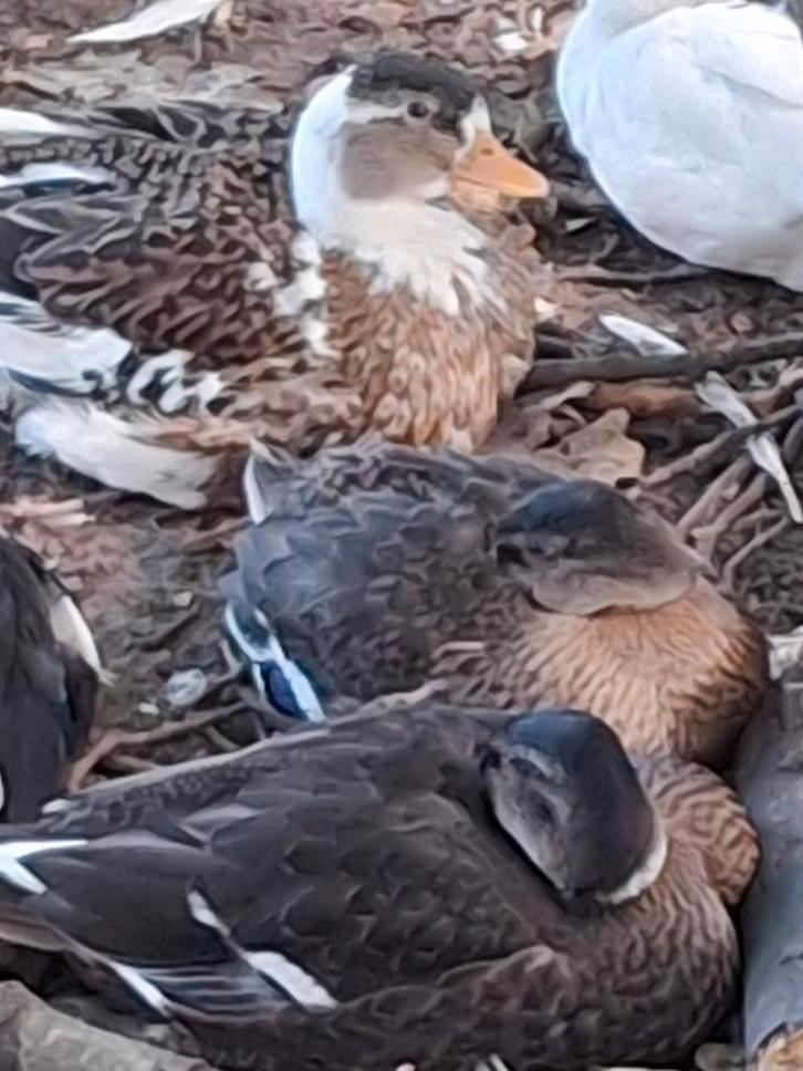 Te koop: prachtige handtamme kwakertjes/ eendjes van 2025., Dieren en Toebehoren, Pluimvee, Eend, Meerdere dieren