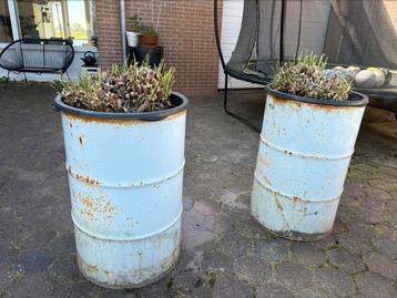 2 oude olievaten met Pampusgras beschikbaar voor biedingen
