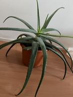 Aloe vera, Huis en Inrichting, Kamerplanten, Minder dan 100 cm, Halfschaduw, In pot, Ophalen