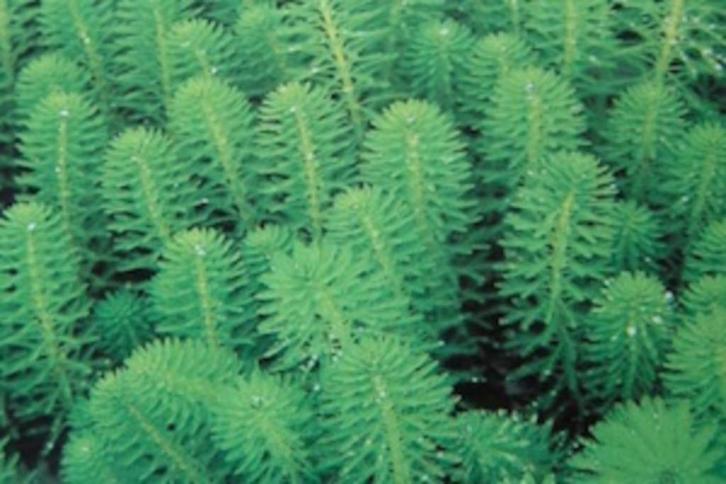 zuurstofplanten aarvederkruid krabbenscheer, Tuin en Terras, Vijvers, Nieuw, Ophalen