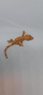 Wimpergekko / crested gecko dalmatian 0.0.2., 0 tot 2 jaar, Hagedis
