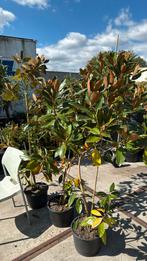 Magnolia grandi flora little jen grote witte bloem van tv, Vaste plant, Halfschaduw, Zomer, Ophalen