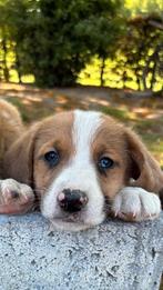 Mooie kruising sennen x australian shepherd pups, 8 tot 15 weken, Meerdere, Meerdere dieren, Nederland