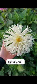 Dahlia Knollen - Prachtige Bloemen!, Ophalen of Verzenden