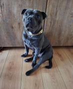 Engelse stafford dekreu met fci stamboom, Rabiës (hondsdolheid), Reu, 1 tot 2 jaar, Eén hond