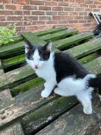 Lieve speelse boerderij kittens, Dieren en Toebehoren, Katten en Kittens | Overige Katten, Meerdere dieren, Kortharig, 0 tot 2 jaar