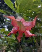 Te koop: Prachtige stekken Brugmansia Engelentrompet roze, Tuin en Terras, Ophalen, Volle zon, Knol