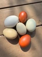 Broedeieren Maran & easter eggers, Dieren en Toebehoren, Pluimvee, Kip