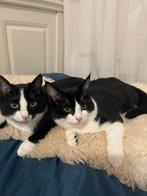 GERESERVEERD Twee broertjes zoeken een fijn thuis., Kater, Kortharig, 0 tot 2 jaar