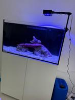 Aqua Medic 300 zoutwater aquarium - zo goed als nieuw, Dieren en Toebehoren, Vissen | Aquaria en Toebehoren, Ophalen, Zo goed als nieuw