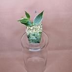 Hoya Polyneura Albo Variegata 1, Overige soorten, Minder dan 100 cm, Bloeiende kamerplant, Halfschaduw