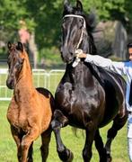 Opfok Hengsten of Merries, Dieren en Toebehoren, Stalling en Weidegang, Opfok
