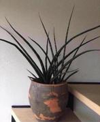 Grote terracotta bloempot met grote 72cm oude kamerplanten, Rond, Binnen, Ophalen of Verzenden, Zo goed als nieuw