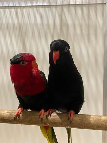 Koppel stella lori's zwart x rood. beschikbaar voor biedingen