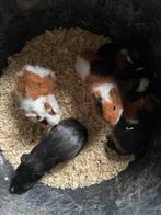 Cavia, Dieren en Toebehoren, Knaagdieren, Cavia, Juni, Vrouwelijk, Tam