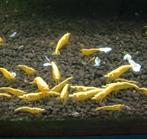 Yellow Fire garnalen – Neocaridina – 10 + 1 gratis!, Dieren en Toebehoren, Kreeft, Krab of Garnaal, Zoetwatervis