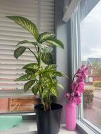 Dieffenbachia, Ophalen of Verzenden, Overige soorten, Minder dan 100 cm
