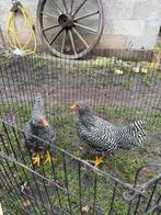 Amrock hennen (Groot), Dieren en Toebehoren, Pluimvee, Vrouwelijk, Kip