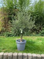 Super olijfboom – Olea europaea stone look kunststof sierpot, 100 tot 250 cm, Olijfboom, Zomer, Ophalen