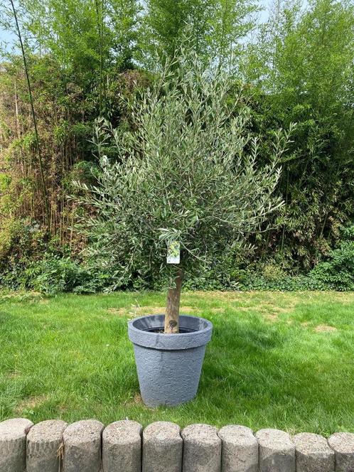 Super olijfboom – Olea europaea stone look kunststof sierpot, Tuin en Terras, Planten | Bomen, Olijfboom, 100 tot 250 cm, Volle zon