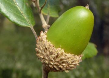 Quercus suber Kurkeik wintergroene boom grillige groeivorm beschikbaar voor biedingen