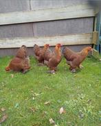 Brahma kriel meerzomig patrijs brahma krielen brahma's kip, Dieren en Toebehoren, Pluimvee, Meerdere dieren, Kip