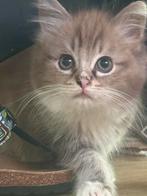 sepia tabby bicolor mitted ragdoll (fok) poes met stamboom, Dieren en Toebehoren, Katten en Kittens | Raskatten | Langhaar, Poes
