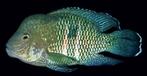 Zuid Amerikaanse Cichliden: Andinoacara stalsbergi Rio Pisco, Dieren en Toebehoren, Vissen | Aquariumvissen, Vis, Zoetwatervis