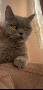 Lieve Britse Korthaar poes zoekt een nieuw, warm thuis, Poes, Met stamboom, 0 tot 2 jaar