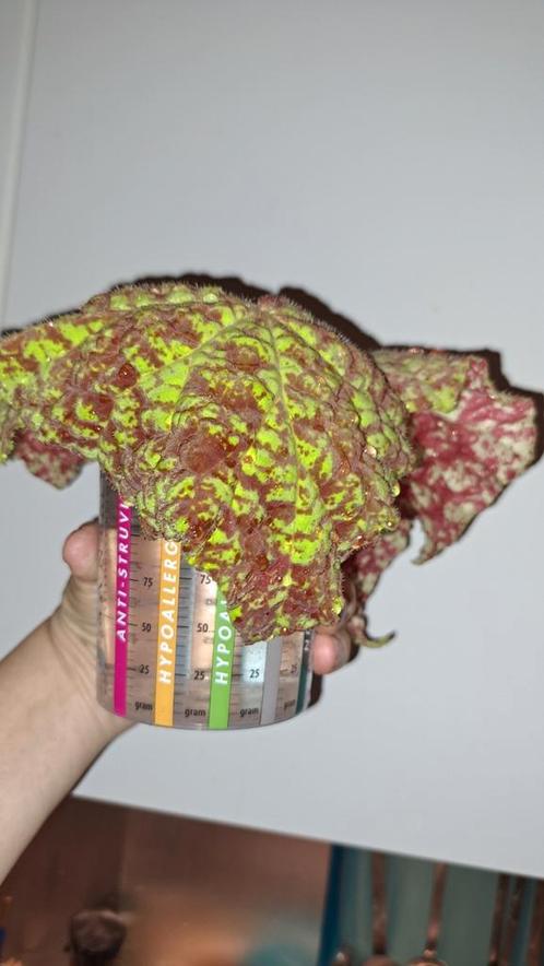 begonia Norah Bedson, Marmaduke, little brother Montgomery, Huis en Inrichting, Kamerplanten, Overige soorten, Minder dan 100 cm