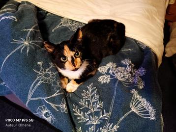 Kitten 5 a 6 mnd oud. ( Ex zwervertje ) (female) beschikbaar voor biedingen