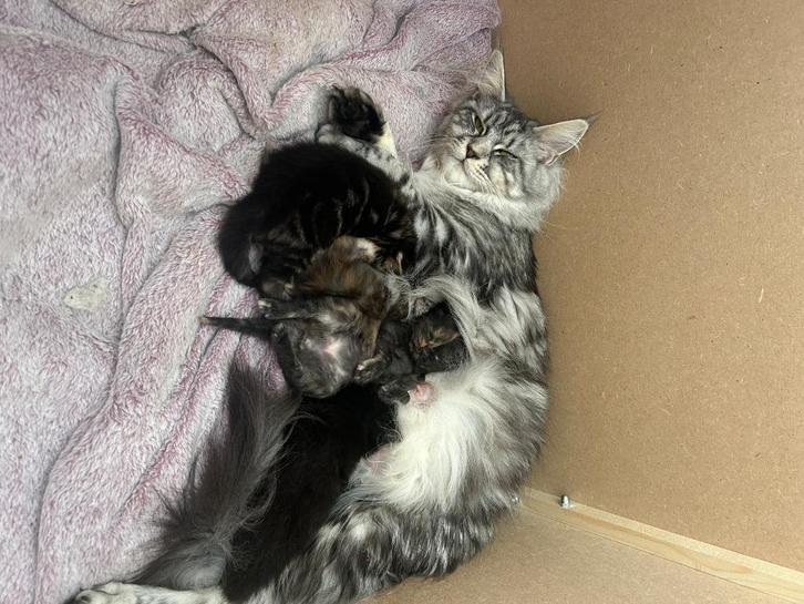 maine coon kittens, Dieren en Toebehoren, Katten en Kittens | Raskatten | Langhaar, Meerdere dieren, 0 tot 2 jaar, Gechipt, Ontwormd