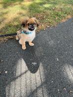 Pekingees teefje te koop 5 maanden oud., Dieren en Toebehoren, 15 weken tot 1 jaar, CDV (hondenziekte), Teef, Eén hond