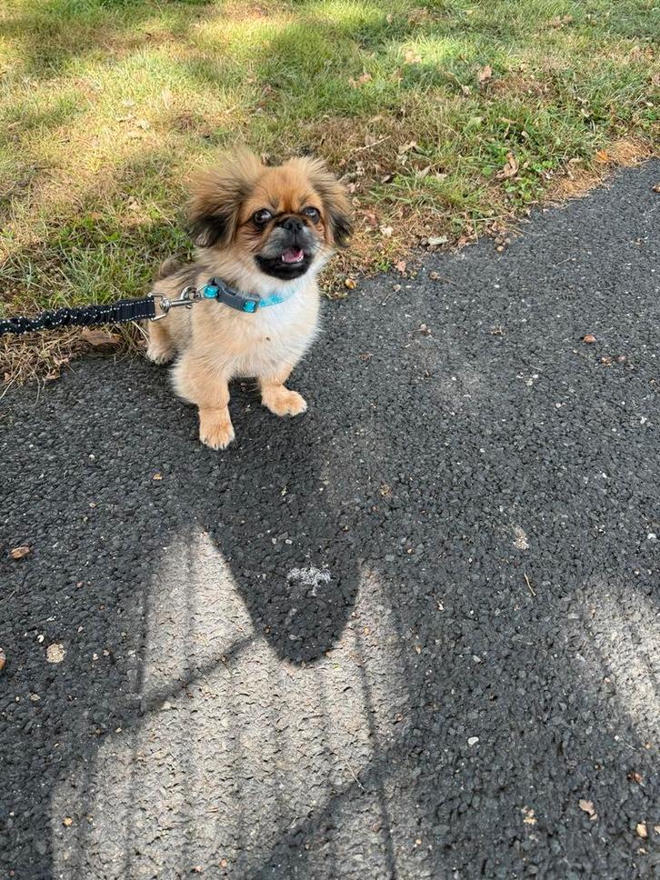 Pekingees teefje te koop 5 maanden oud., Dieren en Toebehoren, Honden | Chihuahua's en Gezelschapshonden, Teef, Pekingees of Dwergspaniel