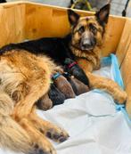 Puppy’s Herder x Cane Corso, Dieren en Toebehoren, 8 tot 15 weken, Meerdere, Meerdere dieren, Herder