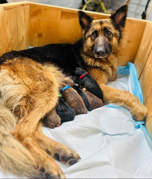 Puppy’s Duitse Herder x Cane Corso, Dieren en Toebehoren, Honden | Herdershonden en Veedrijvers, Meerdere dieren, Herder, Particulier