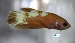Betta - Plakat Hellboy Yellow, Dieren en Toebehoren, Vissen | Aquariumvissen, Vis, Zoetwatervis