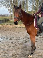 Te koop lieve merrie en ruin, Dieren en Toebehoren, Paarden, Gechipt, Ruin, Zadelmak, 3 tot 6 jaar