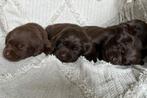 Super mooie Labrador pups, Dieren en Toebehoren, Particulier, 8 tot 15 weken, Meerdere dieren, Labrador retriever