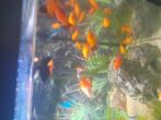 Platy, Dieren en Toebehoren, Vis