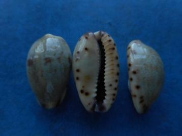 Schelpen: Cypraea gracilis notata Gill gem 18-20mm beschikbaar voor biedingen