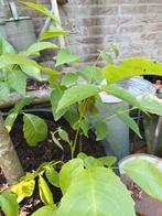 Stekken notenboom, Ophalen, Minder dan 100 cm, Zomer