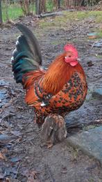 Mooie sabelpoot hanen, Dieren en Toebehoren, Pluimvee, Mannelijk, Kip