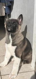 Amerikaanse Akita Inu pups  (nog 2 teefjes), Dieren en Toebehoren, België, Particulier, CDV (hondenziekte), 8 tot 15 weken