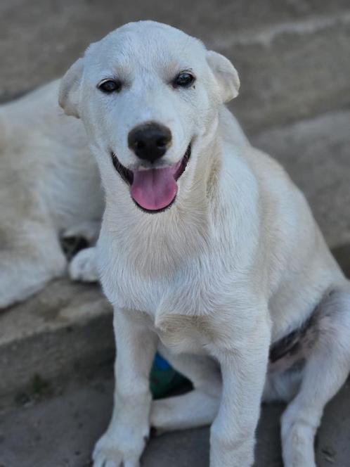 Sasha zoekt een baasje, Dieren en Toebehoren, Honden | Niet-rashonden, Middel, Reu, Handelaar, Eén hond, Buitenland, 15 weken tot 1 jaar