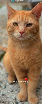 Lieve rode kater ️