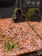 Mooie kleine garnalen, verschillende kleuren en groottes, Kreeft, Krab of Garnaal, Zoetwatervis