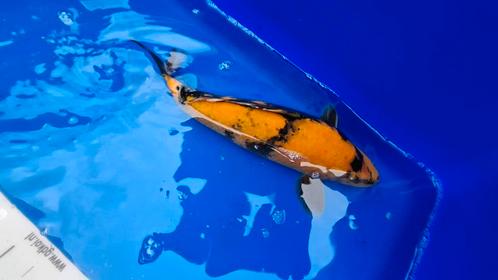 2 koi, Dieren en Toebehoren, Vissen | Vijvervissen, Karper of Koi